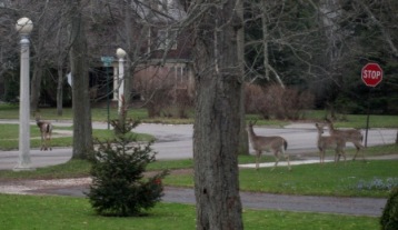 suburban deer